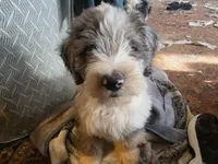 Norman, a male Aussiedoodle for sale in Morganton, NC – 7 of 7