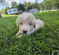 Goose, a male Aussiedoodle for sale in Morganton, NC – 6 of 6