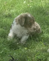 Sable, a female Aussiedoodle for sale in Morganton, NC – 2 of 5