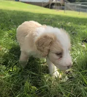 Maggie May, a female Miniature Aussiedoodle for sale in Morganton, NC – 2 of 6