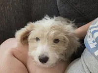 Goose, a male Aussiedoodle for sale in Morganton, NC – 3 of 4