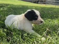 Dinomo , a male Aussiedoodle for sale in Morganton, NC – 2 of 6