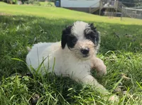 Dinomo , a male Aussiedoodle for sale in Morganton, NC – 4 of 6