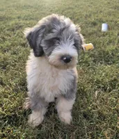 Norman, a male Aussiedoodle for sale in Morganton, NC – 4 of 7