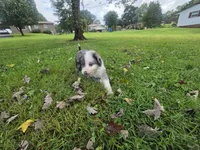 Duck, a male Aussiedoodle for sale in Morganton, NC – 6 of 10