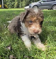 Sable, a female Aussiedoodle for sale in Morganton, NC – 5 of 5