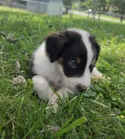 Hershey , a male Aussiedoodle for sale in Morganton, NC – 3 of 4