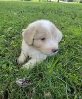 Goose, a male Aussiedoodle for sale in Morganton, NC – 4 of 6