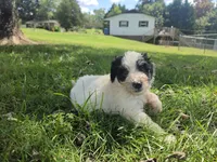 Dinomo , a male Aussiedoodle for sale in Morganton, NC – 5 of 6