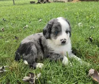 Duck, a male Aussiedoodle for sale in Morganton, NC – 4 of 10