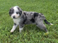 Duck, a male Aussiedoodle for sale in Morganton, NC – 8 of 10