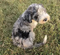 Norman, a male Aussiedoodle for sale in Morganton, NC – 2 of 7