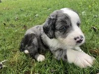 Duck, a male Aussiedoodle for sale in Morganton, NC – 5 of 10