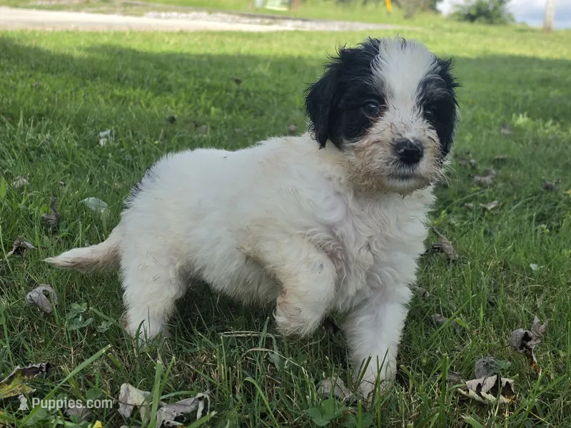 Dinomo  – Aussiedoodle puppy for sale in Morganton, NC