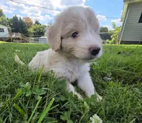 Goose, a male Aussiedoodle for sale in Morganton, NC – 5 of 6