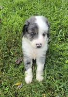 Duck, a male Aussiedoodle for sale in Morganton, NC – 3 of 10