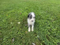 Duck, a male Aussiedoodle for sale in Morganton, NC – 9 of 10