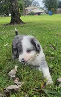 Duck, a male Aussiedoodle for sale in Morganton, NC – 2 of 10