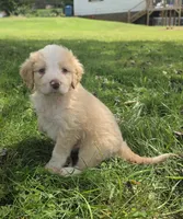 Maggie May, a female Miniature Aussiedoodle for sale in Morganton, NC – 6 of 6