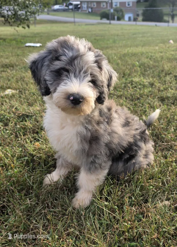 Norman – Aussiedoodle puppy for sale in Morganton, NC