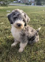 Norman, a male Aussiedoodle for sale in Morganton, NC – 1 of 7