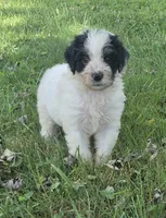 Dinomo , a male Aussiedoodle for sale in Morganton, NC – 3 of 6