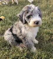 Norman, a male Aussiedoodle for sale in Morganton, NC – 6 of 7