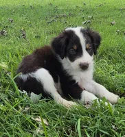 Hershey , a male Aussiedoodle for sale in Morganton, NC – 1 of 4
