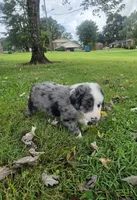 Duck, a male Aussiedoodle for sale in Morganton, NC – 7 of 10