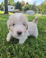 Goose, a male Aussiedoodle for sale in Morganton, NC – 3 of 6