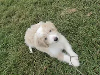 Goose, a male Aussiedoodle for sale in Morganton, NC – 1 of 4