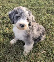 Norman, a male Aussiedoodle for sale in Morganton, NC – 3 of 7