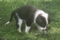 Hershey , a male Aussiedoodle for sale in Morganton, NC – 2 of 4
