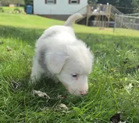 Cloe , a female Aussiedoodle for sale in Morganton, NC – 5 of 5