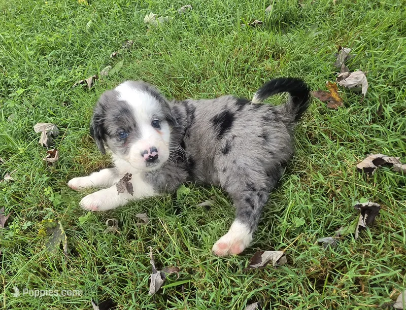 Duck – Aussiedoodle puppy for sale in Morganton, NC