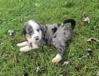 Duck, a male Aussiedoodle for sale in Morganton, NC – 1 of 10