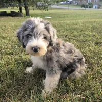 Norman, a male Aussiedoodle for sale in Morganton, NC – 5 of 7