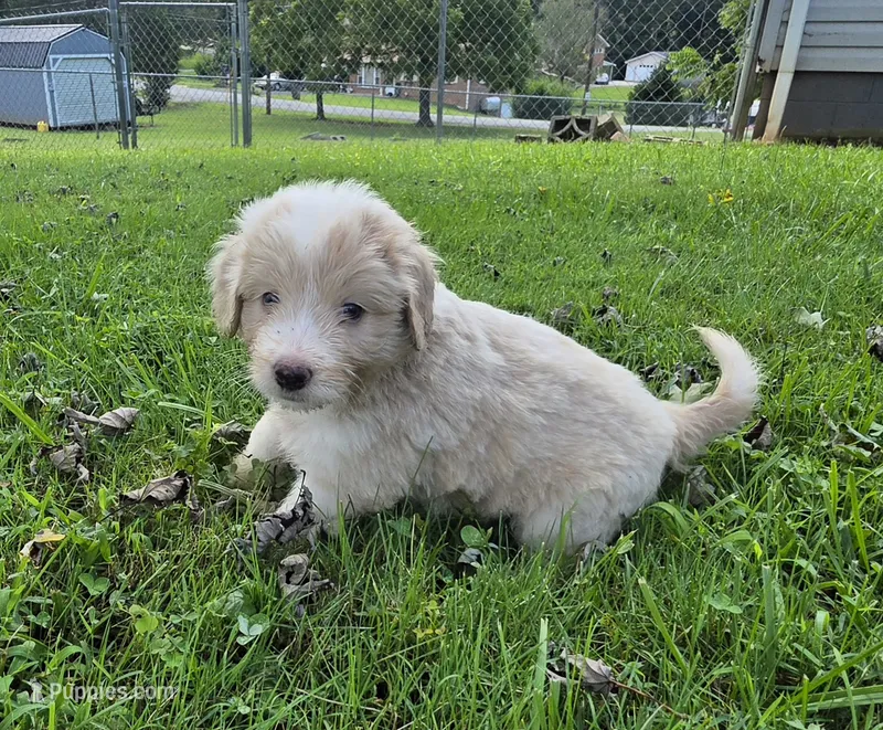 Goose – Aussiedoodle puppy for sale in Morganton, NC