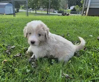 Goose, a male Aussiedoodle for sale in Morganton, NC – 1 of 6