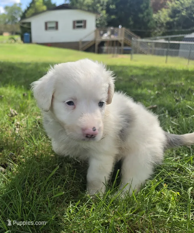 Cloe  – Aussiedoodle puppy for sale in Morganton, NC