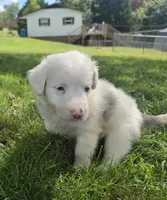 Cloe , a female Aussiedoodle for sale in Morganton, NC – 1 of 5