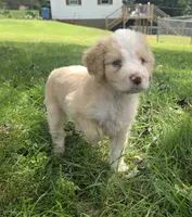 Maggie May, a female Miniature Aussiedoodle for sale in Morganton, NC – 3 of 6