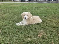 Goose, a male Aussiedoodle for sale in Morganton, NC – 2 of 4