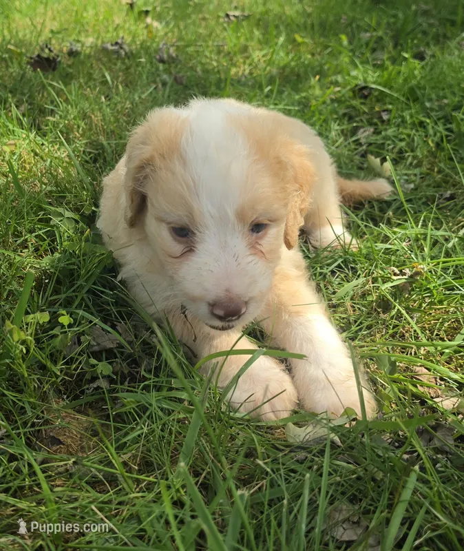 Maggie May – Miniature Aussiedoodle puppy for sale in Morganton, NC
