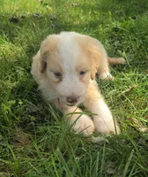 Maggie May, a female Miniature Aussiedoodle for sale in Morganton, NC – 1 of 6