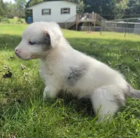 Cloe , a female Aussiedoodle for sale in Morganton, NC – 3 of 5