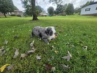Duck, a male Aussiedoodle for sale in Morganton, NC – 10 of 10