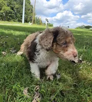 Sable, a female Aussiedoodle for sale in Morganton, NC – 4 of 5