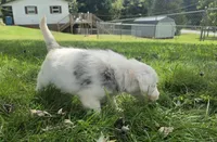 Cloe , a female Aussiedoodle for sale in Morganton, NC – 4 of 5