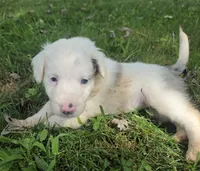 Cloe , a female Aussiedoodle for sale in Morganton, NC – 2 of 5